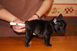 BOULEDOGUE FRANCAIS - TEMPERATURE 007